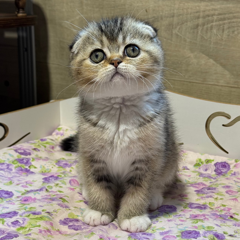 
                  
                    Pasha
                  
                