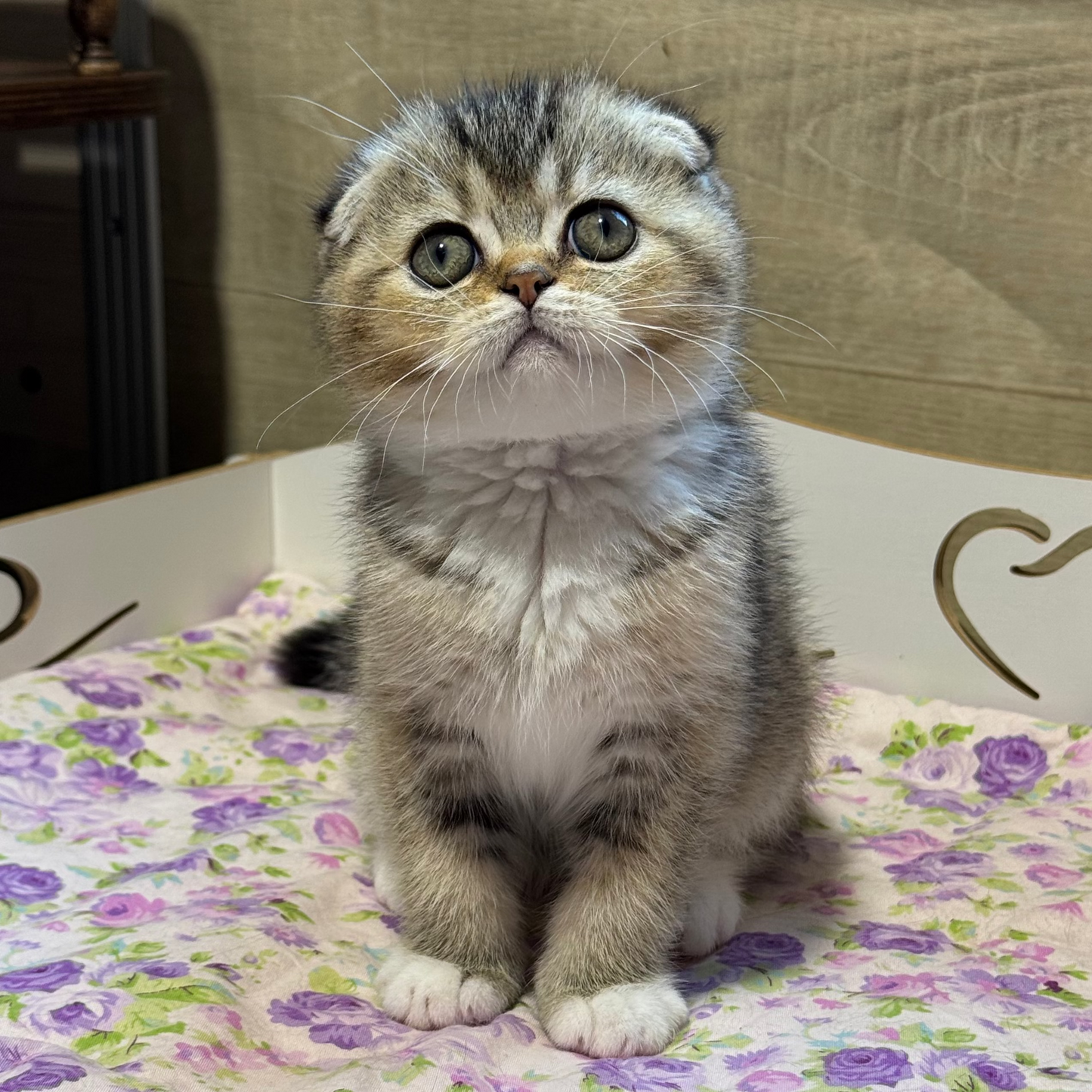 
                  
                    Pasha
                  
                