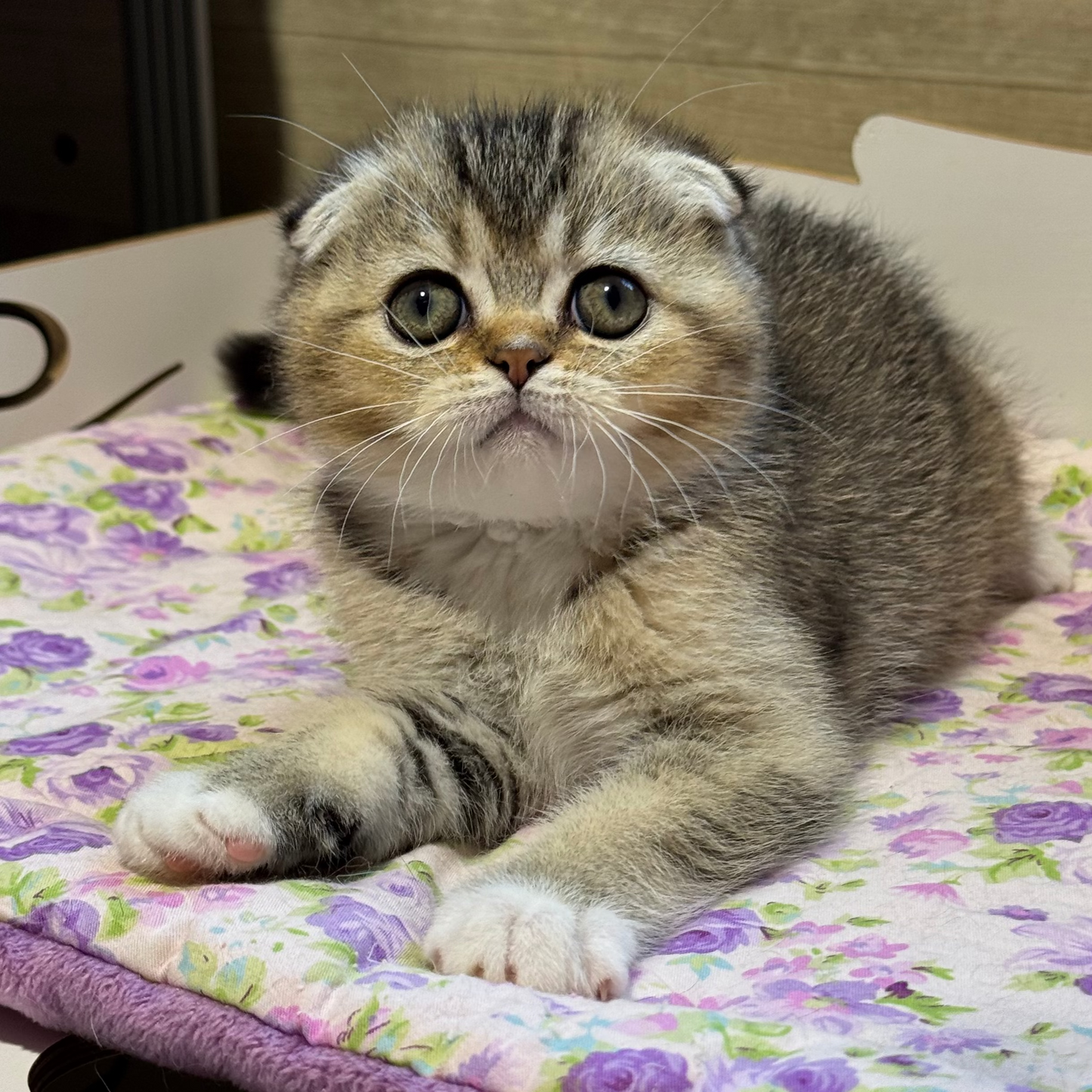 
                  
                    Pasha
                  
                