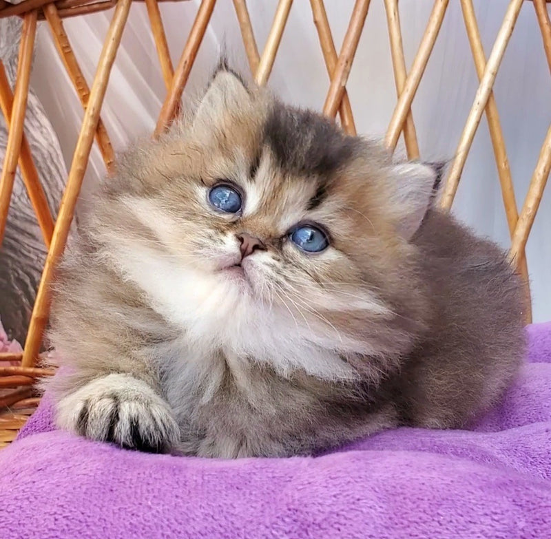 Zakhar