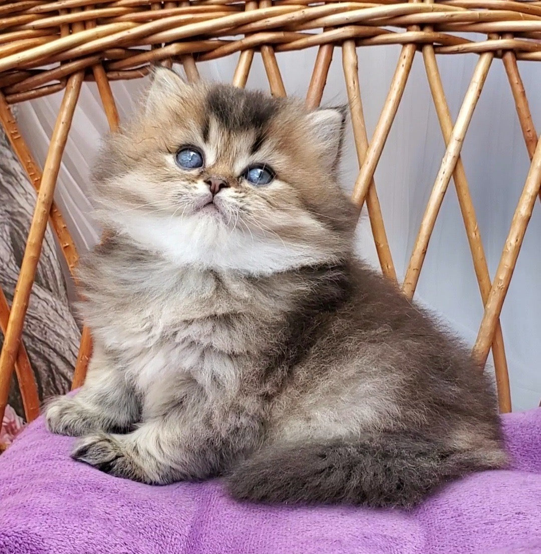 
                  
                    Zakhar
                  
                