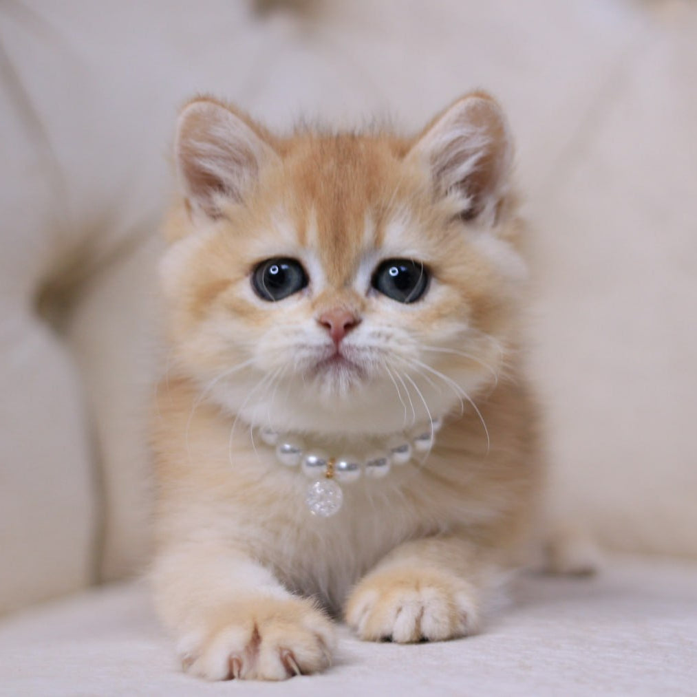 
                  
                    Qookie
                  
                