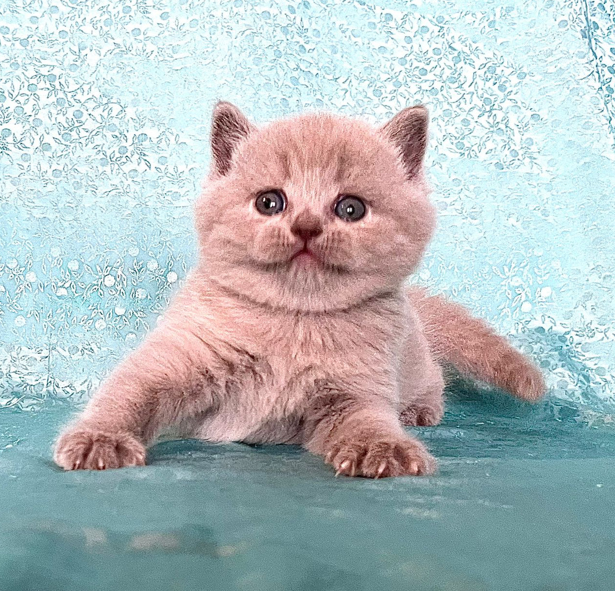
                  
                    Lila
                  
                