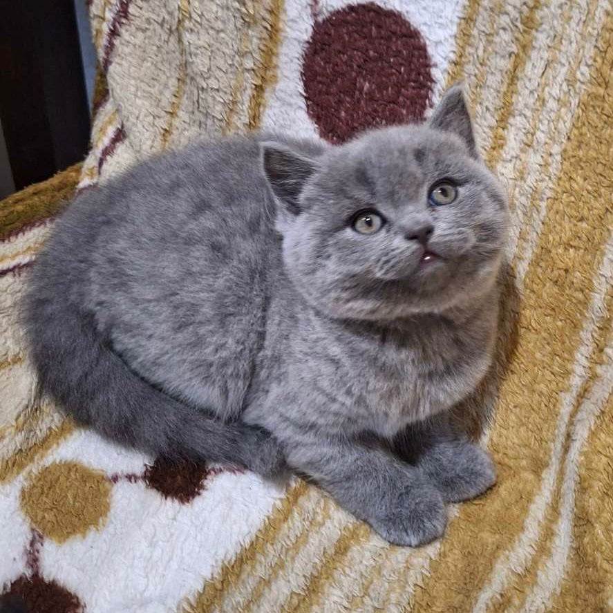 
                  
                    Aiko
                  
                