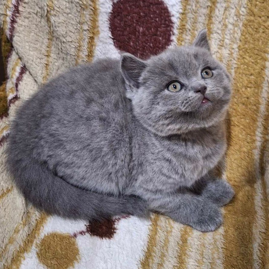 
                  
                    Aiko
                  
                