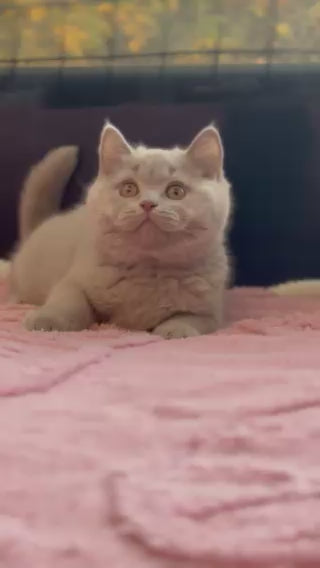 
                  
                    Load and play video in Gallery viewer, Teddy
                  
                