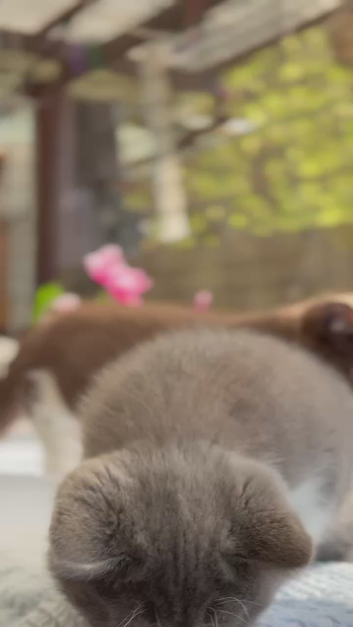 
                  
                    Load and play video in Gallery viewer, Max
                  
                
