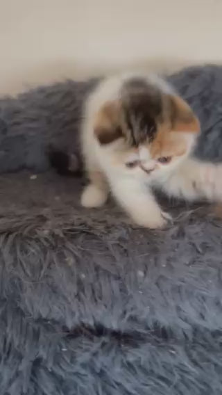 
                  
                    Load and play video in Gallery viewer, Odry
                  
                
