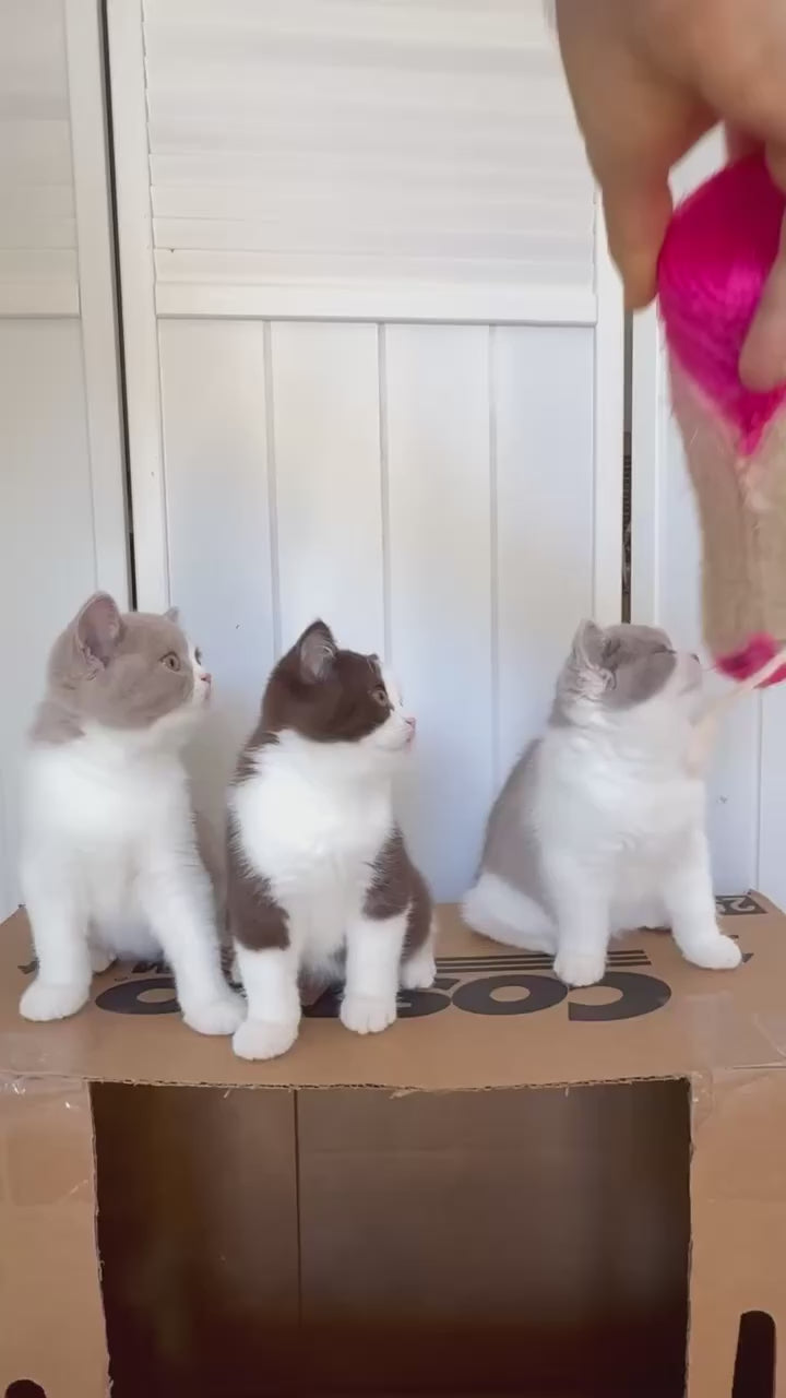 
                  
                    Load and play video in Gallery viewer, Bowback
                  
                